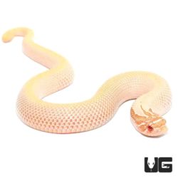Baby Albino Western Hognose Snakes For Sale - Underground Reptiles