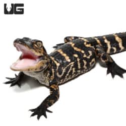 Baby American Alligators (Alligator mississippiensis) For Sale - Underground Reptiles