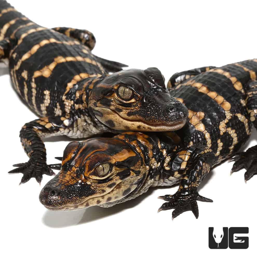Baby American Alligators (Alligator mississippiensis) For Sale