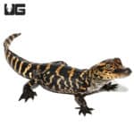 Baby American Alligators (Alligator mississippiensis) For Sale - Underground Reptiles