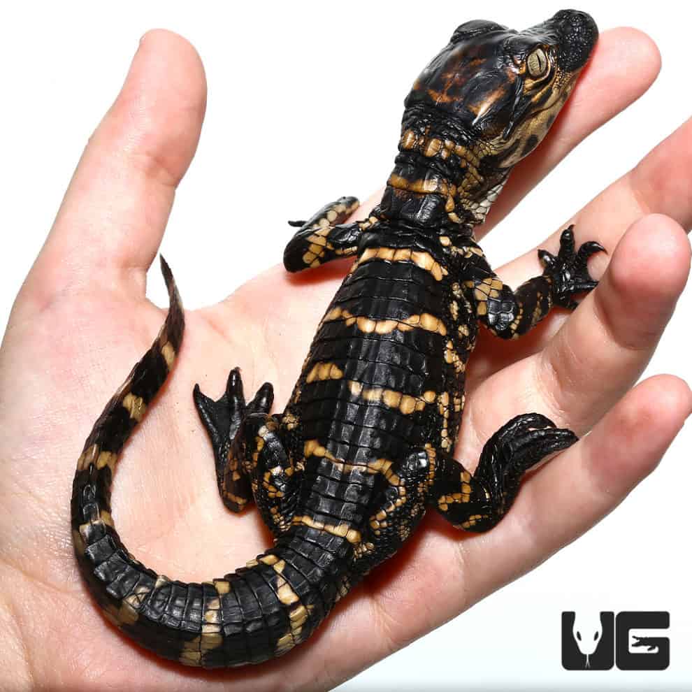 Baby American Alligators (Alligator mississippiensis) For Sale