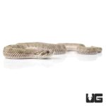 Baby Anaconda Western Hognose Snakes For Sale - Underground Reptiles