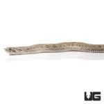 Baby Anaconda Western Hognose Snakes For Sale - Underground Reptiles