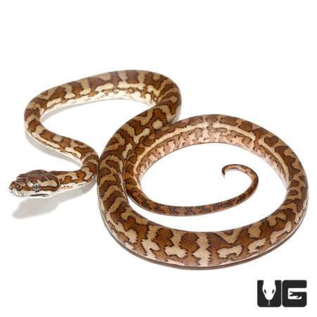 Baby Caramel Coastal Carpet Pythons For Sale - Underground Reptiles