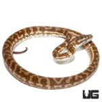 Baby Caramel Coastal Carpet Pythons For Sale - Underground Reptiles