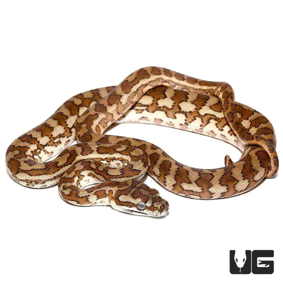 Baby Caramel Coastal Carpet Pythons For Sale Underground Reptiles