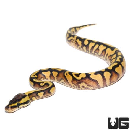 Baby Female Firefly Yellowbelly Ball Python (Python regius) For Sale - Underground Reptiles