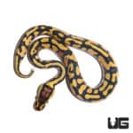 Baby Female Firefly Yellowbelly Ball Python (Python regius) For Sale - Underground Reptiles