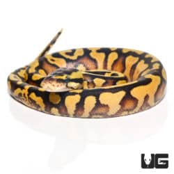 Baby Female Firefly Yellowbelly Ball Python (Python regius) For Sale - Underground Reptiles