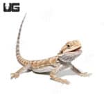 Baby Almond Toffee Bearded Dragons (Pogona vitticeps) For Sale - Underground Reptiles