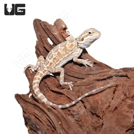 Baby Almond Toffee Bearded Dragons (Pogona vitticeps) For Sale - Underground Reptiles