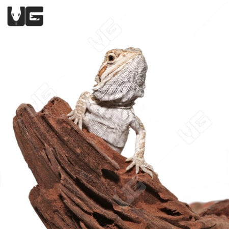 Baby Almond Toffee Bearded Dragon on a branch.