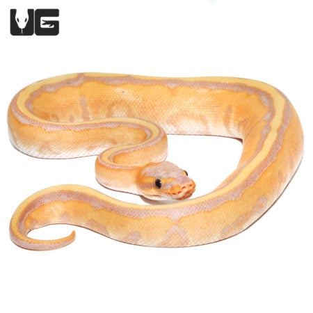 Baby Male Banana G Stripe Ball Python (Python regius) For Sale - Underground Reptiles