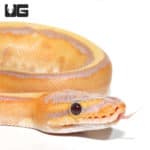 Baby Male Banana G Stripe Ball Python (Python regius) For Sale - Underground Reptiles