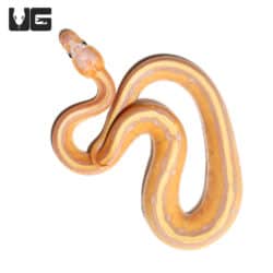 Baby Male Banana G Stripe Ball Python (Python regius) For Sale - Underground Reptiles