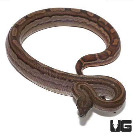 Baby Raptor Motley Boa For Sale - Underground Reptiles