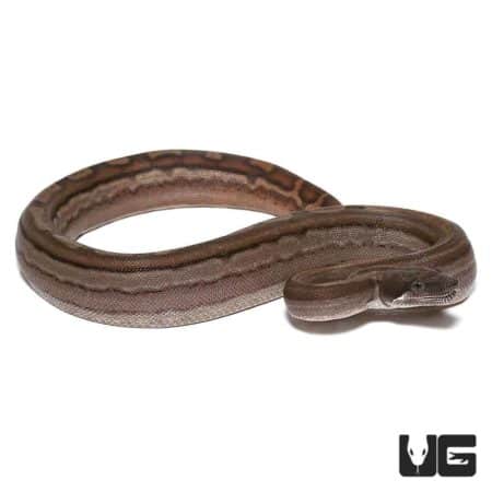 Baby Raptor Motley Boa For Sale - Underground Reptiles