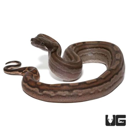 Baby Raptor Motley Boa For Sale - Underground Reptiles