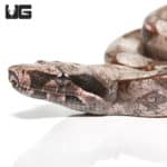 Baby Speckled High Pink Guyana Redtail (Boa c. constrictor) For Sale - Underground Reptiles