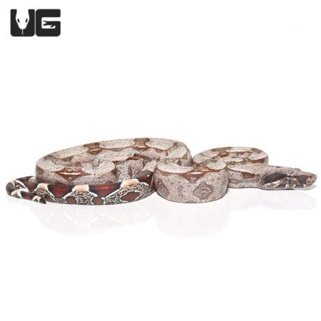 Baby Speckled High Pink Guyana Redtail (Boa c. constrictor) For Sale - Underground Reptiles