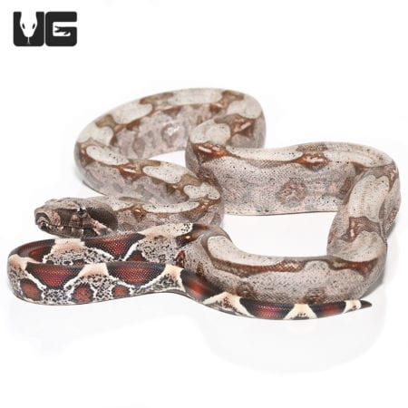 Baby Speckled High Pink Guyana Redtail (Boa c. constrictor) For Sale - Underground Reptiles