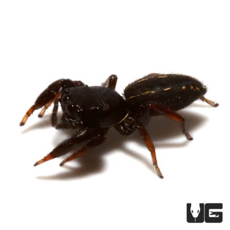 Black Dwarf Jumping Spider (Metacyrba taeniola)  For Sale - Underground Reptiles 