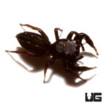 Black Dwarf Jumping Spider (Metacyrba taeniola)  For Sale - Underground Reptiles 
