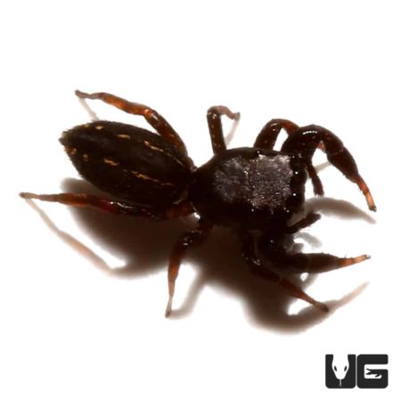 Black Dwarf Jumping Spider (Metacyrba taeniola)  For Sale - Underground Reptiles 