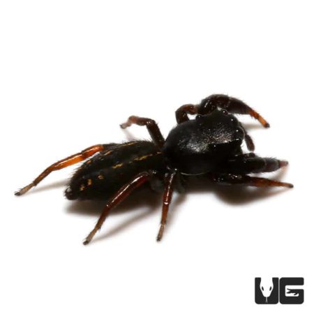 Black Dwarf Jumping Spider (Metacyrba taeniola)  For Sale - Underground Reptiles 