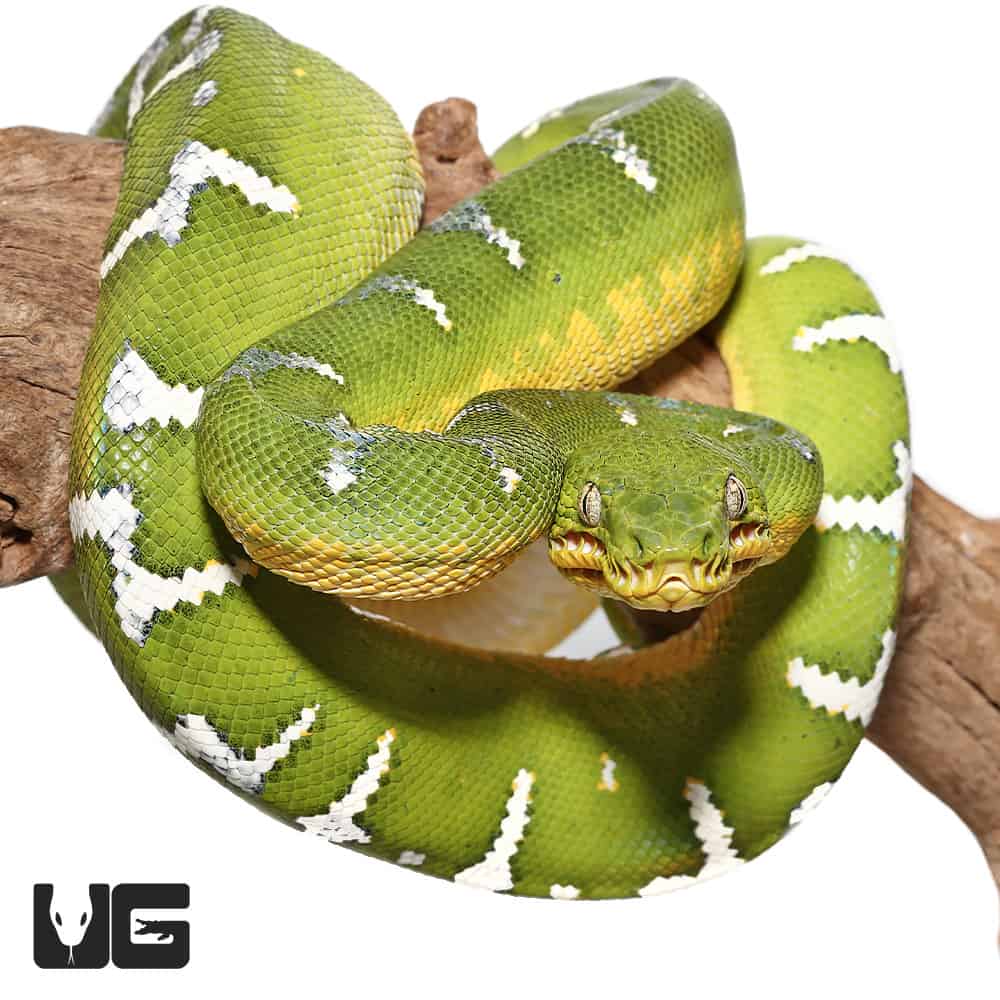 High White Emerald Tree Boa (Corallus caninus) For Sale - Underground ...