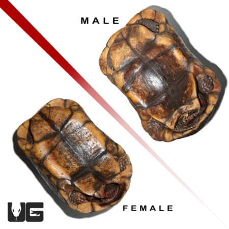 Large Redfoot Tortoises for Sale - Male and Female Pair.