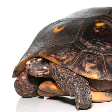 Close-up of a 14-inch adult Redfoot tortoise with vibrant markings.