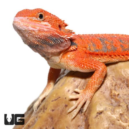 Inferno Blue Bar Bearded Dragon on rock, vibrant orange and blue coloration.
