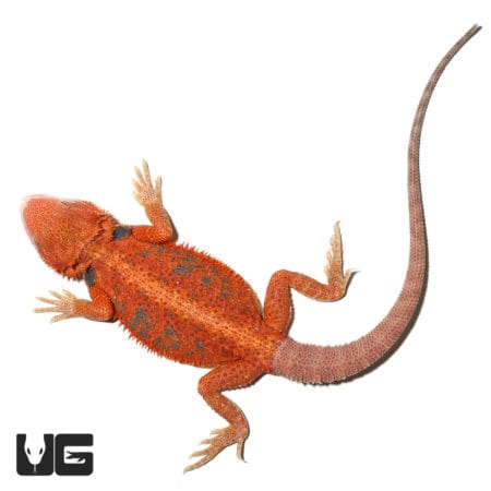 Inferno Blue Bearded Dragon, 11-14 inches, vibrant coloration.