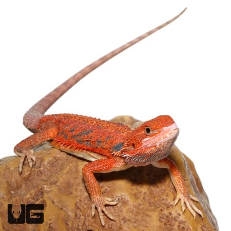 Blue Bar Bearded Dragon for Sale - Unique Reptile Pets.