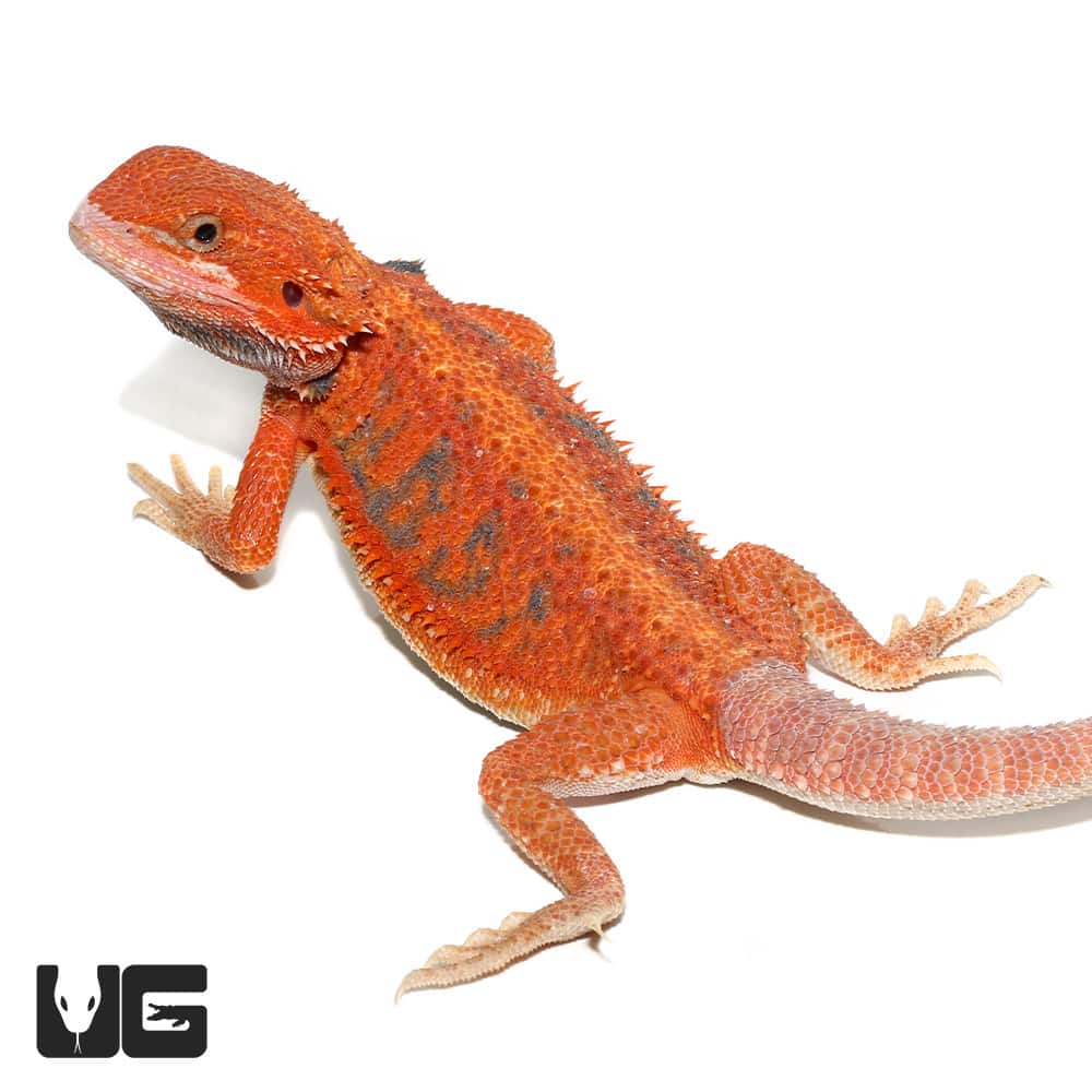 Adult Female Hypo Inferno Blue Bar Bearded Dragon - Exotic Reptiles for Sale