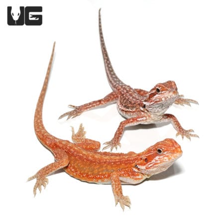 Bearded Dragon, Inferno Dunner, 9-11 inch, reptile for sale.