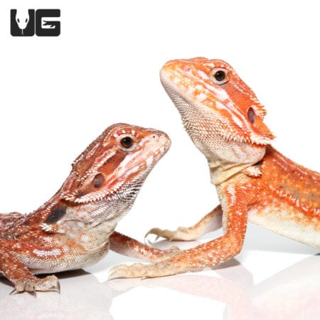 Two Inferno Dunner Bearded Dragons, 9-11 inches, showcasing vibrant coloration.