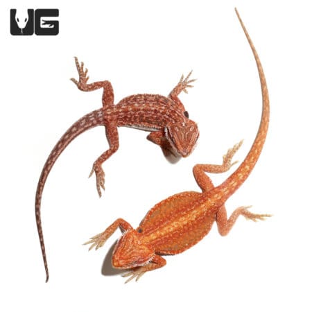 Bearded Dragon Inferno Dunner, 9-11 inch, vibrant orange coloration, ideal for reptile enthusiasts.