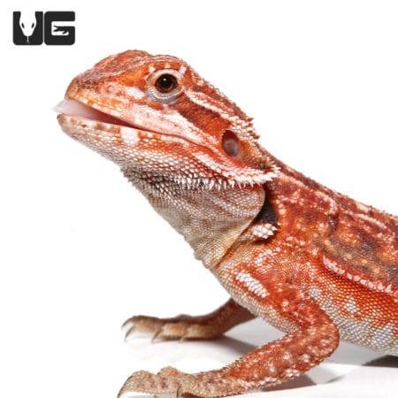 Inferno Dunner Bearded Dragon, 9-11 inches, vibrant orange and red coloration. Perfect for reptile e.