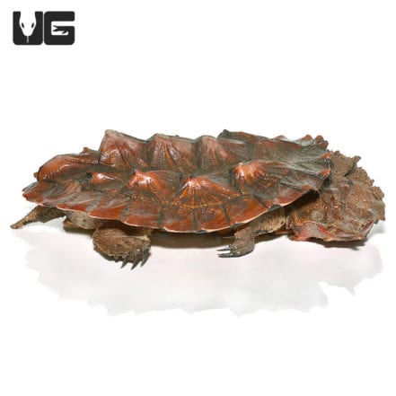 Mata Mata Turtles For Sale - Underground Reptiles