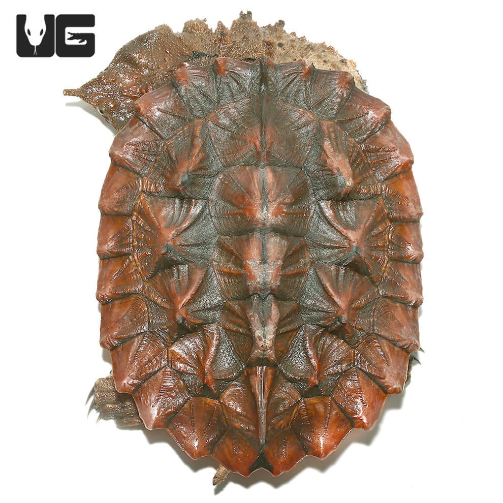 Mata Mata Turtles For Sale Underground Reptiles