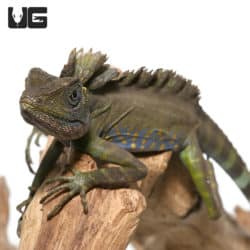 Great AngleHead Lizards (Gonocephalus Bellii) For Sale - Underground Reptiles