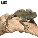 Great AngleHead Lizards (Gonocephalus Bellii) For Sale - Underground Reptiles