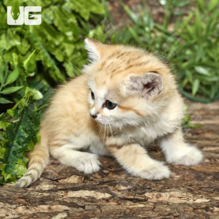 Baby Sand Cat (Felis margarita) For Sale - Underground Reptiles