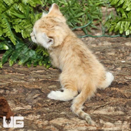Baby Sand Cat (Felis margarita) For Sale - Underground Reptiles