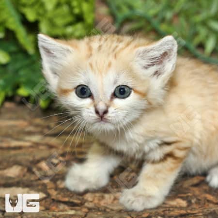 Baby Sand Cat (Felis margarita) For Sale - Underground Reptiles