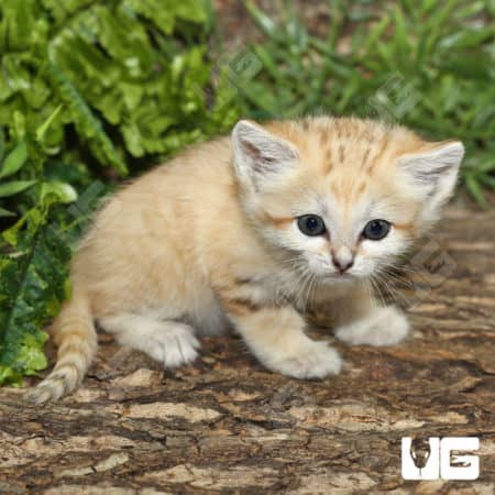 Baby Sand Cat (Felis margarita) For Sale - Underground Reptiles