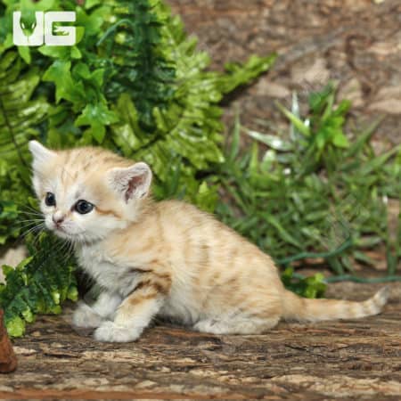 Baby Sand Cat (Felis margarita) For Sale - Underground Reptiles