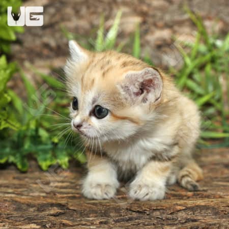 Baby Sand Cat (Felis margarita) For Sale - Underground Reptiles